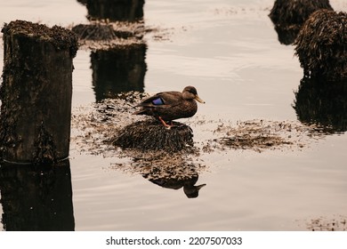 A Duck Swimming Around Old Dock Posts 