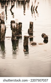 A Duck Swimming Around Old Dock Posts 