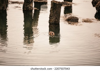 A Duck Swimming Around Old Dock Posts 