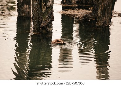 A Duck Swimming Around Old Dock Posts 