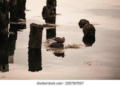 A Duck Swimming Around Old Dock Posts 