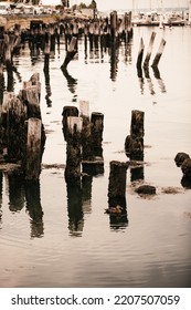 A Duck Swimming Around Old Dock Posts 