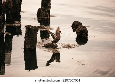 A Duck Swimming Around Old Dock Posts 