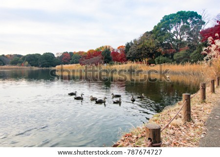 Duck swimming in the autumn swamp and Maple leaves change color in Japan autumn.