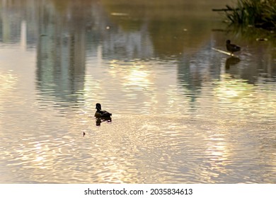 Duck Swimming Backwards The Camera On A Flat Calm Still Water Surface On The Pond.