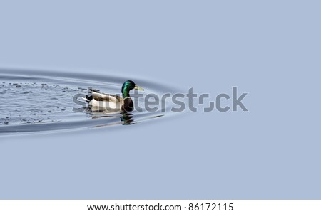 Duck swimming in the blue lake