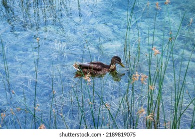 Duck Swimming In A Clear Water Lake