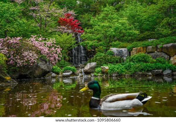 Duck Swimming Japanese Garden Rockford Illinois Stock Photo Edit
