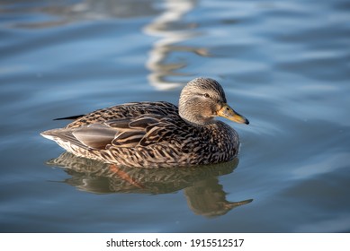 A Duck Swimming In Lake Tjörnin