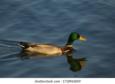 Duck Swimming In Lake Thunderbird