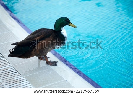 duck in the swimming pool