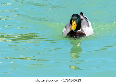 duck swimming in a river, family of ducks swimming together and looking for food - Shutterstock ID 1724140723