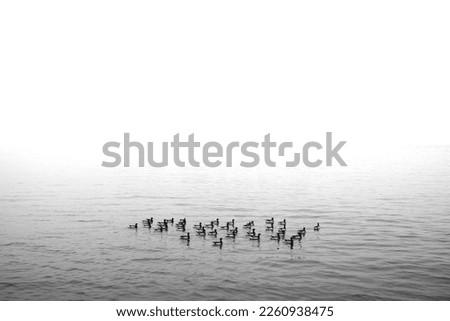 Similar – Silhouettes in low tide