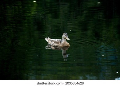 Duck Swimming Towards The Camera On A Flat Calm Still Water Surface On The Pond.