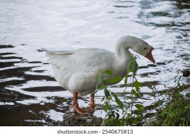 A duck swimming in a tranquil pond,surrounded by lush greeneryThe water reflects the vibrant colors of the environment,while the duck's features are sharply focused against a softly blurred background - Powered by Shutterstock