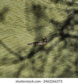 A duck swims calmly in a murky pond, with a mix of sunlight and shadows creating a textured effect on the waters surface. The time appears to be late afternoon, and branches from nearby trees cast - Powered by Shutterstock