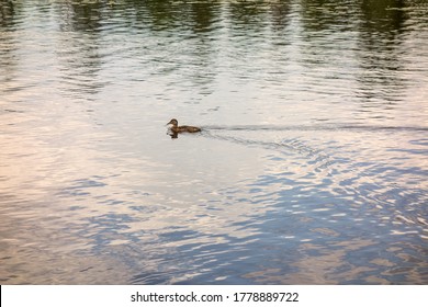 Duck Swims On The Lake, Leaving A Trail On The Water