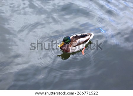 The duck swims on the waves of the lake