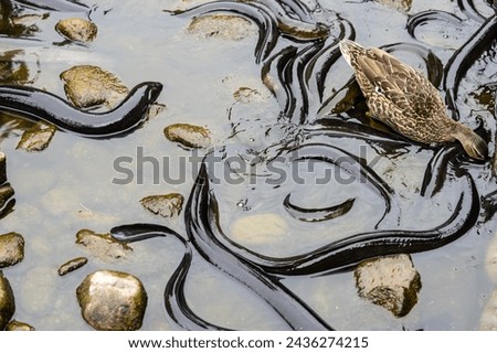 Duck takes risk swimming among New Zealand Long fin eel gathering in stream writhing and slimy.