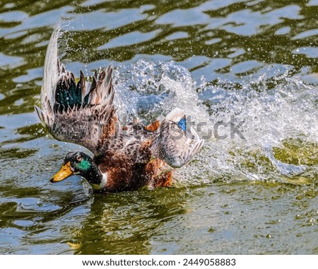 A Duck taking a flight