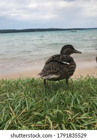 Duck At Torch Lake Shoreline