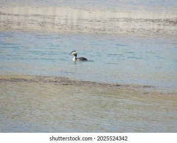 Duck Trying To Cool Off On The Water
