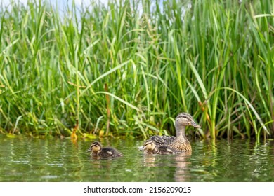 Duck with two cute ducklings swimming the a pond with green rushes in the background