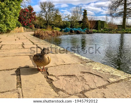 Duck walking in a Beautiful Hyde Hall Garden , RHS garden, UK, 17 March 2020