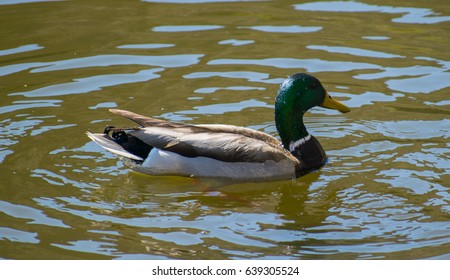 Duck In The Water Centennial Lakes Park,Edina ,Minnesota, USA