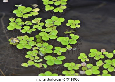 Duck Weed,floating On Water,small Aquatic Plant