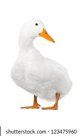  Duck White On White A Background