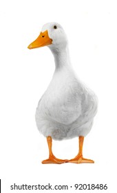  Duck White On White A Background