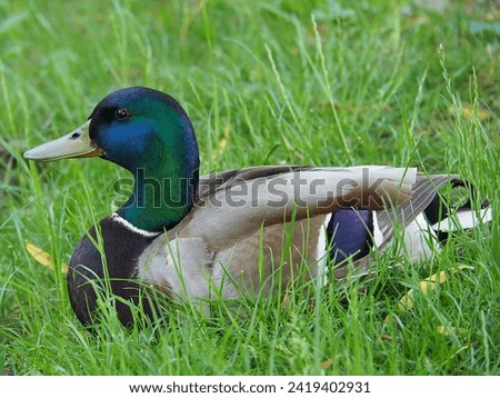 Duck, wild duck, bird, animal, beak, 