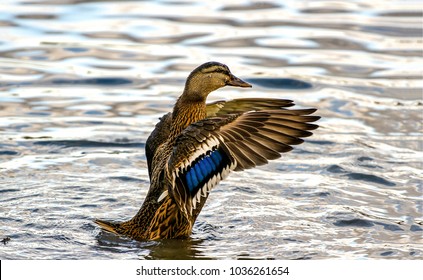 Duck wing swing in lake water