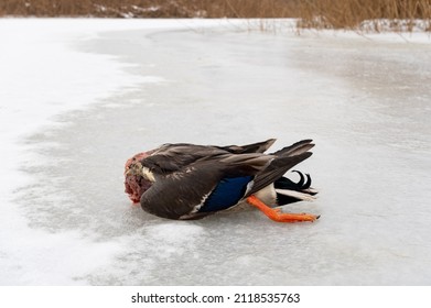 A Duck Without A Head Lying On The Ice. Duck After A Predator Attack. Prey Of A Predator In The Wild.