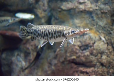 15 Duckbill catfish Images, Stock Photos & Vectors | Shutterstock