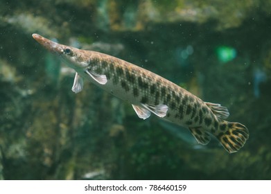 15 Duckbill catfish Images, Stock Photos & Vectors | Shutterstock