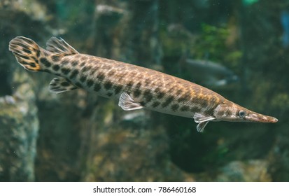 15 Duckbill Catfish Images, Stock Photos & Vectors 