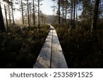 Duckboard leading through a swamp in early morning light. Seitseminen National Park, Ylojarvi, Finland.