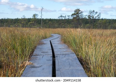 Duckboard track through typical wetland area. Colorful turf land covered with peat moss and swamp grass. Konnu Suursoo raised bog. Bright autumn day, blue sky, white puff clouds.
