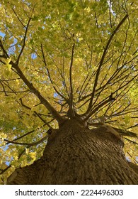 Ducking Under The Cover Of The Tree Canopy