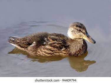 Duckling