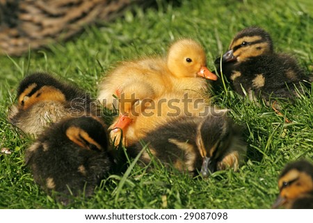 Similar – Image, Stock Photo Baby Muscovy ducklings Cairina moschata