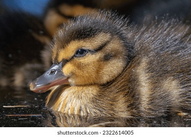 Duckling (baby duck) close-up photo