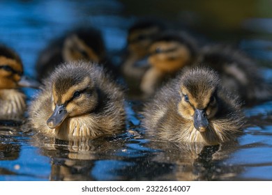 Duckling (baby duck) close-up photo