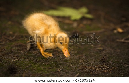 Similar – Image, Stock Photo Baby Muscovy ducklings Cairina moschata