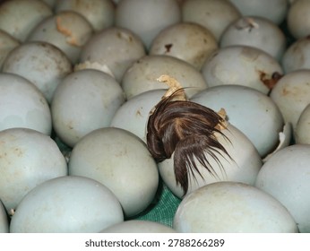 Duckling hatching from a blue egg shell in an incubator hatchery, and another adjacent egg showing initial pipping or cracking during the hatching process