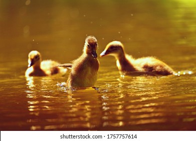 889 Mandarin duckling Images, Stock Photos & Vectors | Shutterstock