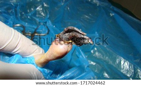 A duckling in the operating room preparing for a foot amputation due to gangrene, orthopedics surgery.
Exotic veterinarian, surgeon.
wildlife vet.
veterinary medicine.
helping animals.
pet, bird