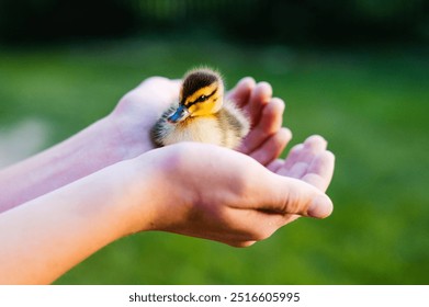 Duckling rests peacefully in gently cupped hands against green grass - Powered by Shutterstock